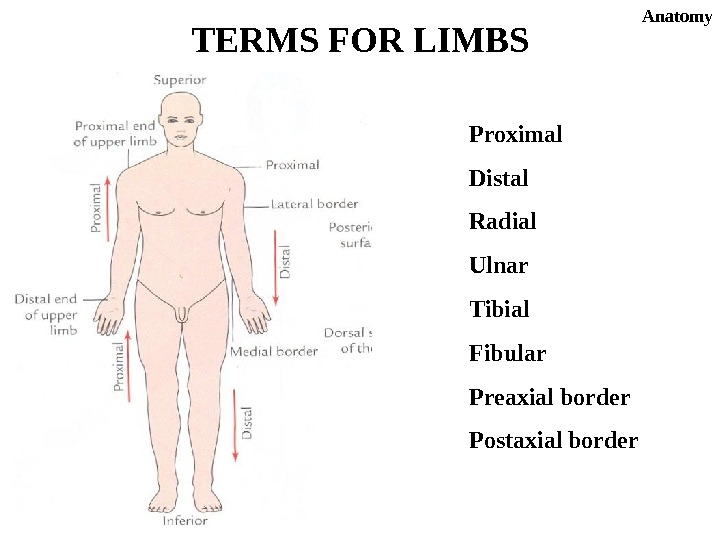 Proximal Distal Radial Ulnar Tibial Fibular Preaxial border Postaxial border. TERMS FOR LIMBS Anatomy 