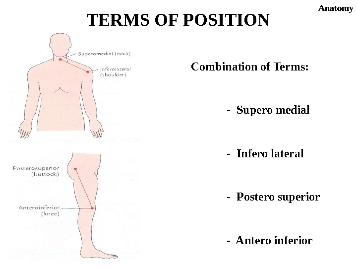 Combination of Terms: - Supero medial - Infero lateral - Postero superior - Antero inferior. TERMS