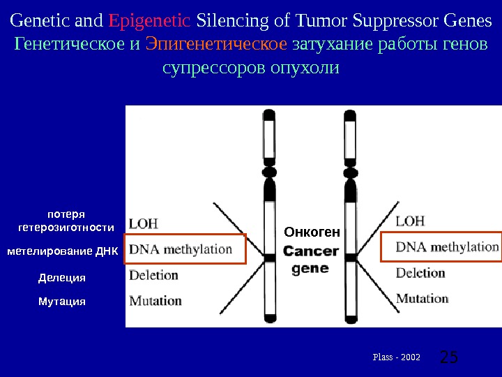  25 Genetic and Epigenetic Silencing of Tumor Suppressor Genes Генетическое и Эпигенетическое затухание работы генов