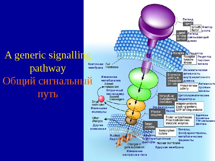  36 Клеточная мембрана Изменение метаболизма Маленькие молекулы Другие изменения Вторичный мессенджер Ядро Изменение экспрессии гена