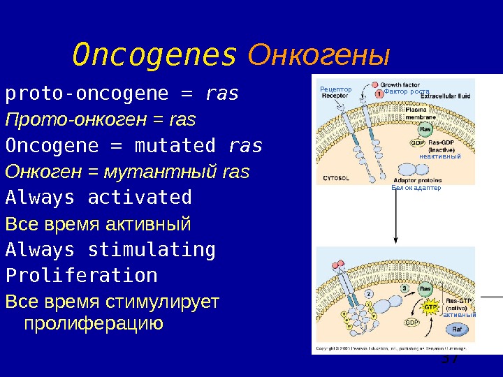  37 Oncogenes  Онкогены proto-oncogene = ras Прото-онкоген = ras Oncogene = mutated ras Онкоген