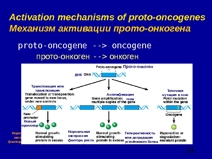  39 Activation mechanisms of proto-oncogenes Механизм активации прото-онкогена proto-oncogene -- oncogene   прото-онкоген --