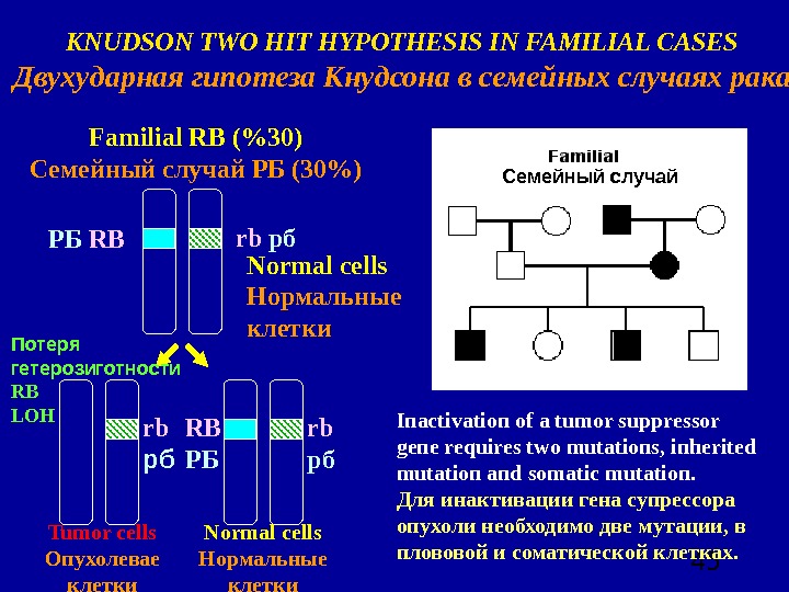  45 KNUDSON TWO HIT HYPOTHESIS IN FAMILIAL CASES Двухударная гипотеза Кнудсона в семейных случаях рака