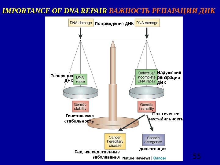  55 IMPORTANCE OF DNA REPAIR  ВАЖНОСТЬ РЕПАРАЦИИ ДНК Повреждение ДНК Репарация ДНК Нарушение репарации