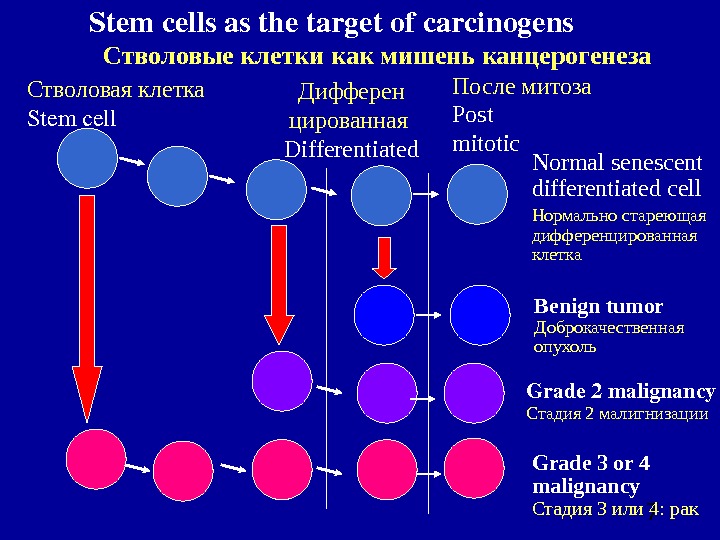  7 После митоза Post mitotic. Стволовая клетка Stemcell  Дифферен цированная Differentiated Normal senescent differentiated