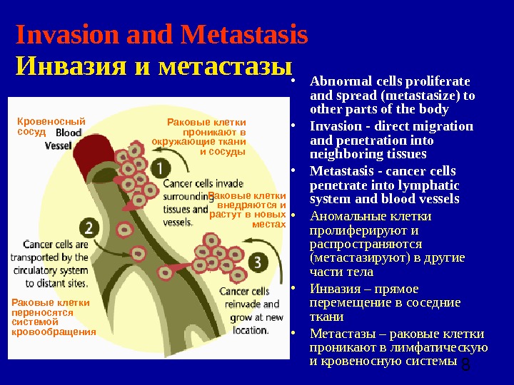  8 Invasion and Metastasis  Инвазия и метастазы • Abnormal cells proliferate and spread (metastasize)