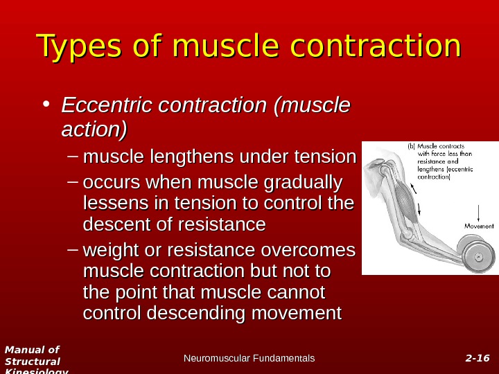 Manual of Structural Kinesiology Neuromuscular Fundamentals 2 -2 - 1616 Types of muscle contraction • Eccentric