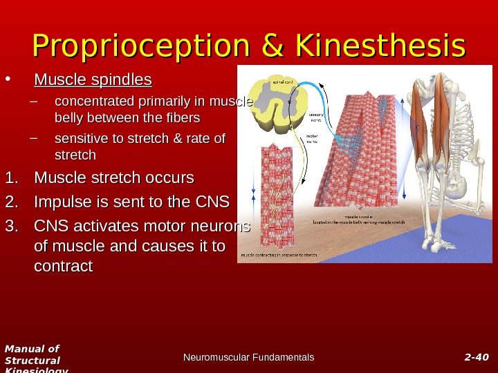 Manual of Structural Kinesiology Neuromuscular Fundamentals 2 -2 - 4040 Proprioception & Kinesthesis • Muscle spindles