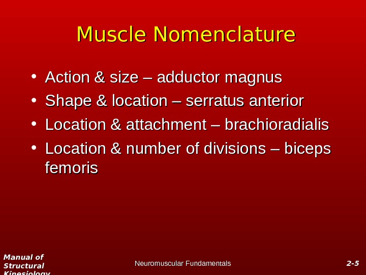 Manual of Structural Kinesiology Neuromuscular Fundamentals 2 -2 - 55 Muscle Nomenclature • Action & size