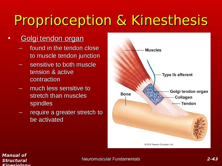Manual of Structural Kinesiology Neuromuscular Fundamentals 2 -2 - 4343 Proprioception & Kinesthesis • Golgi tendon