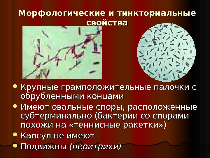 Морфологические и тинкториальные свойства Крупные грамположительные палочки с обрубленными концами Имеют овальные споры, расположенные субтерминально (бактерии