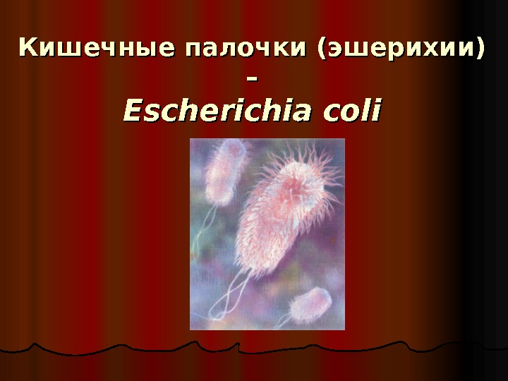 Кишечные палочки (эшерихии) –– Escherichia coli 