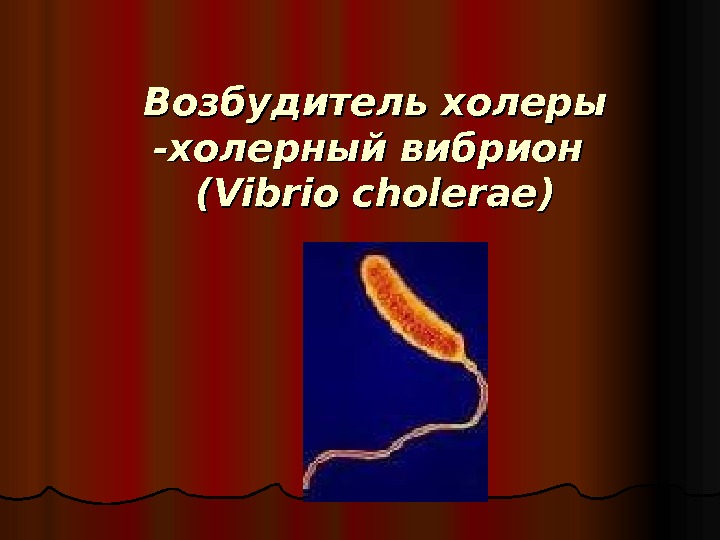 Возбудитель холеры -холерный вибрион (( Vibrio cholerae )) 
