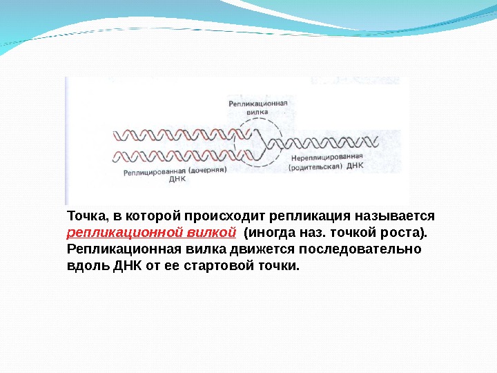 М олеку ла ДНК, вступающ ая в репликацию : Точка, в которой происходит репликация называется репликационной