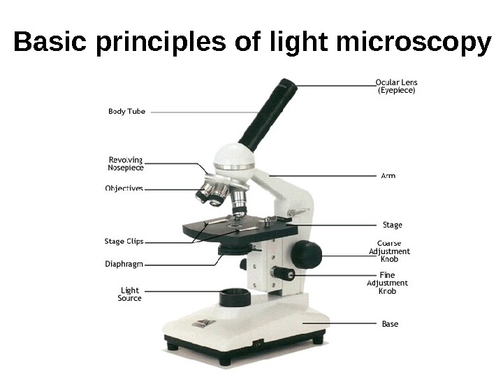 Basic principles of light microscopy 