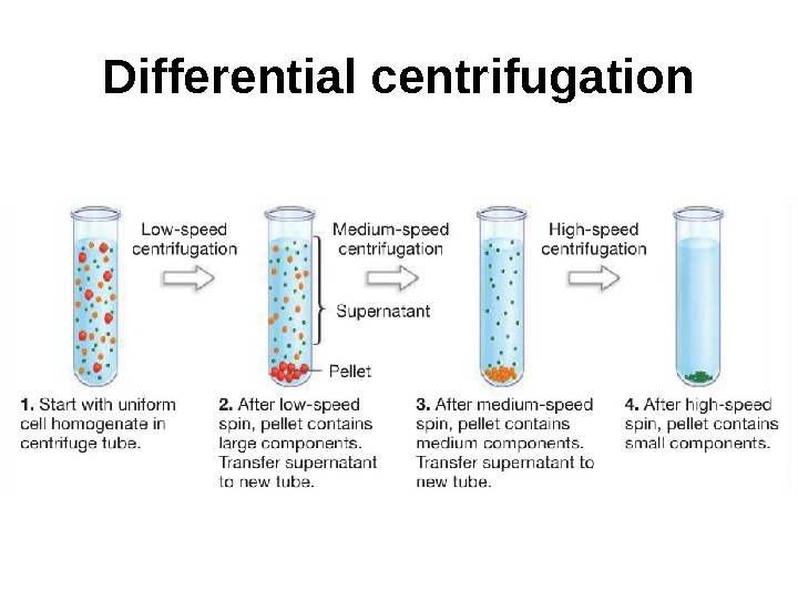 Differential centrifugation 
