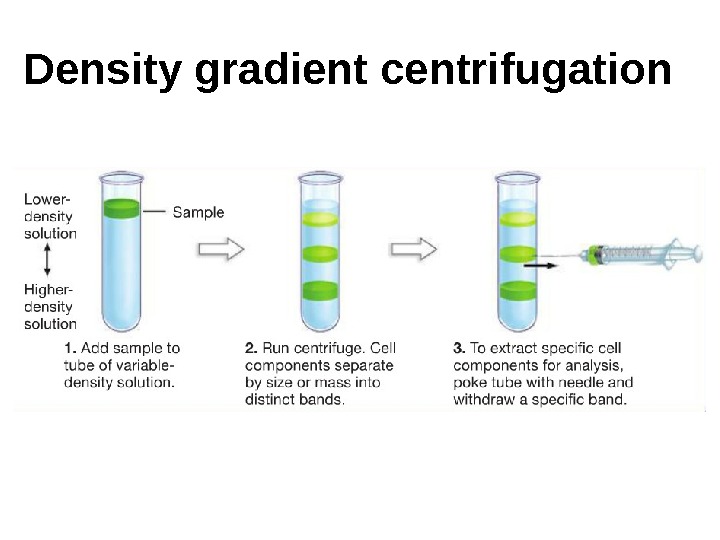 Density gradient centrifugation 