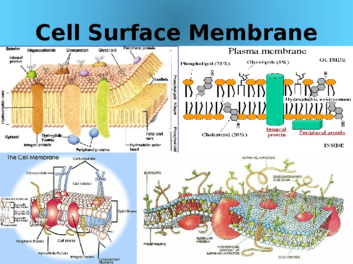 Cell Surface Membrane 03/19/16 Pork Chop Willie cell membrane structure 11 