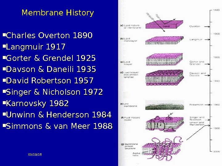 Membrane History Charles Overton 1890 Langmuir 1917 Gorter & Grendel 1925 Davson & Daneili 1935 David