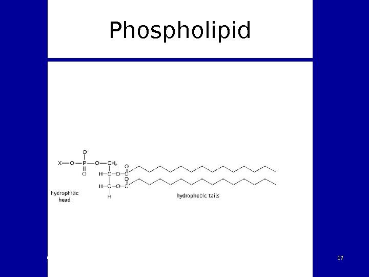 Phospholipid 03/19/16 Pork Chop Willie cell membrane structure 1717 