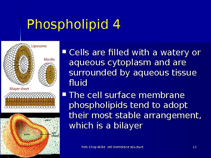 Phospholipid 4 Cells are filled with a watery or aqueous cytoplasm and are surrounded by aqueous