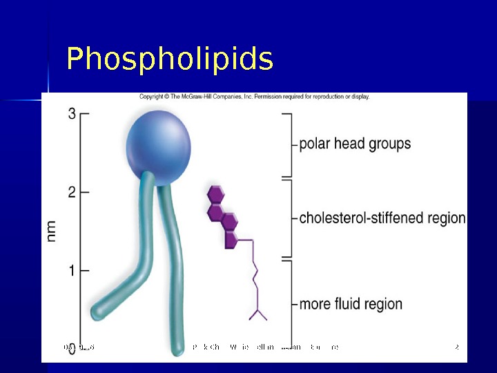 Phospholipids 03/19/16 Pork Chop Willie cell membrane structure 2525 