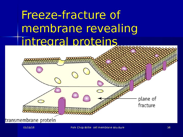 Freeze-fracture of membrane revealing intregral proteins 03/19/16 Pork Chop Willie cell membrane structure 3636 
