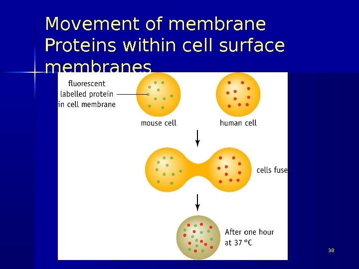 Movement of membrane Proteins within cell surface membranes Pork Chop Willie cell membrane structure 3838 