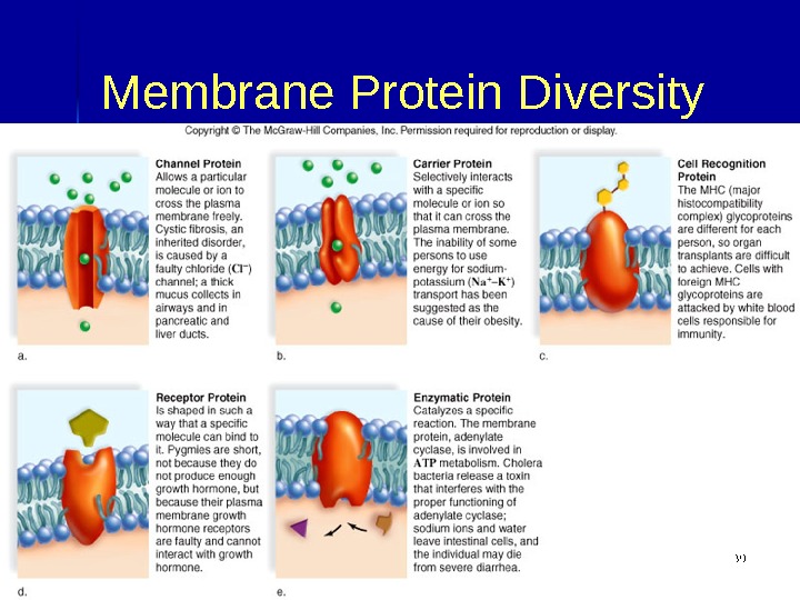 Membrane Protein Diversity 3939 