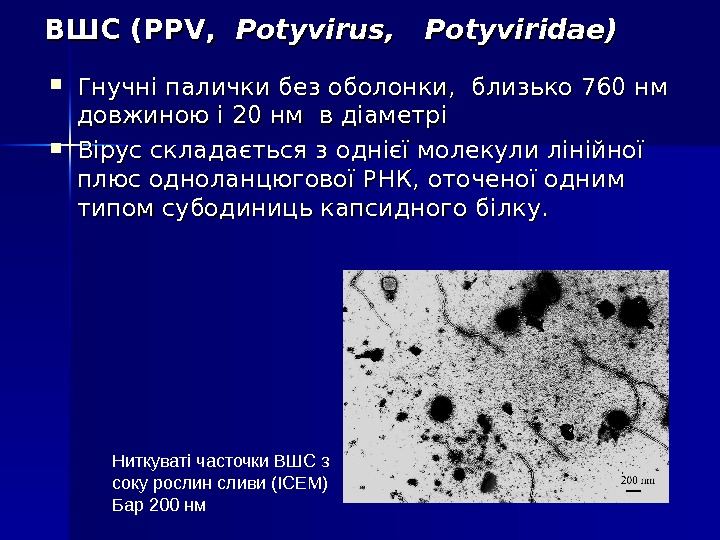 ВШС (PPV,  Potyvirus,   Potyviridae) Гнучні палички без оболонки,  близько 760 нм довжиною