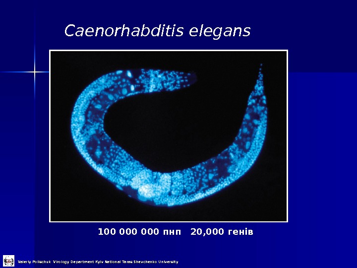 Caenorhabditis elegans 100 000 пнп  20, 000 генів Valeriy Polischuk Virology Department Kyiv National Taras