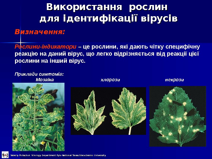 Використання рослин для ідентифікації вірусів  Визначення: Рослини-індикатори  – це рослини, які дають чітку специфічну