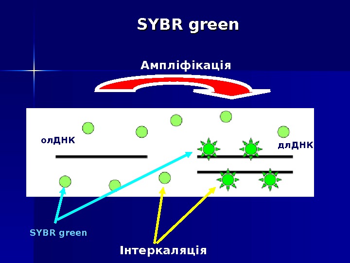 SYBR green  Ампліфікація Інтеркаляція. SYBR green ол. ДНК дл. ДНК 