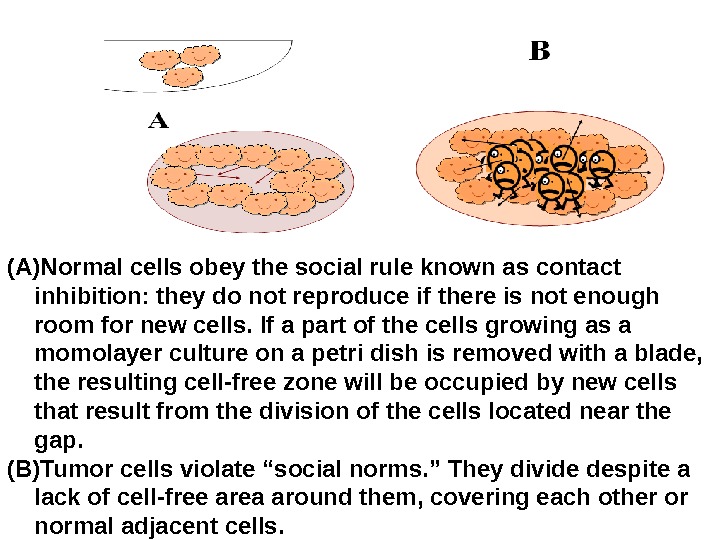 (A) Normal cells obey the social rule known as contact inhibition: they do not reproduce if