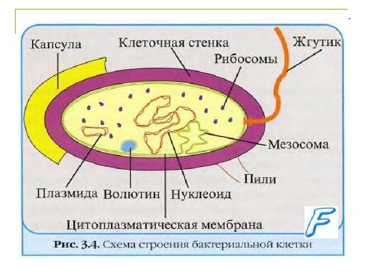 Реферат: Природа, морфология и основные свойства бактериофагов. Механизм действия их на бактериальную клетку. Применение их в диагностике, лечении и профилактике болезней