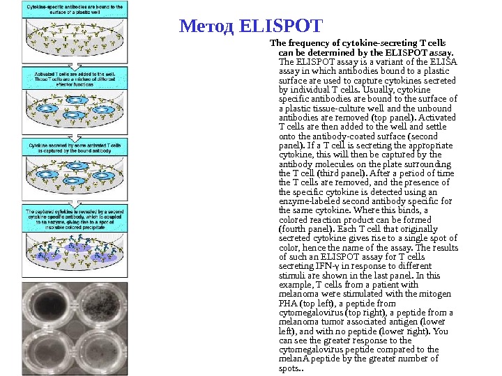   Метод ELISPOT The frequency of cytokine-secreting T cells can be determined by the ELISPOT