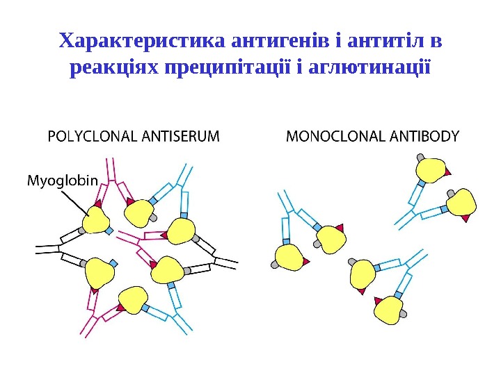   Характеристика антигенів і антитіл в реакціях преципітації і аглютинації 