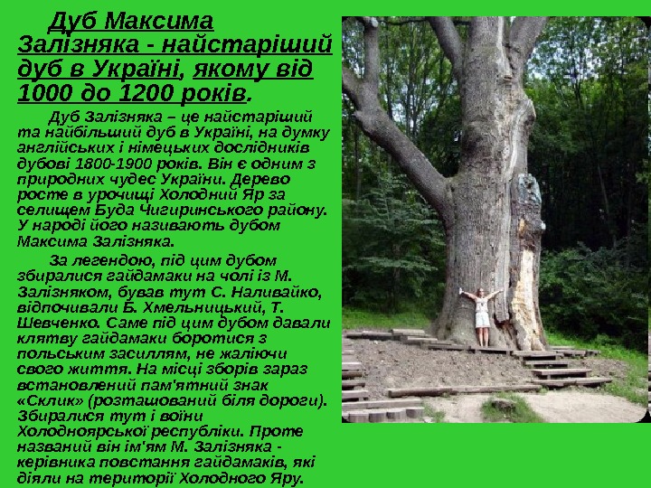   Дуб Максима Залізняка - найстаріший дуб в Україні ,  якому від 1000 до