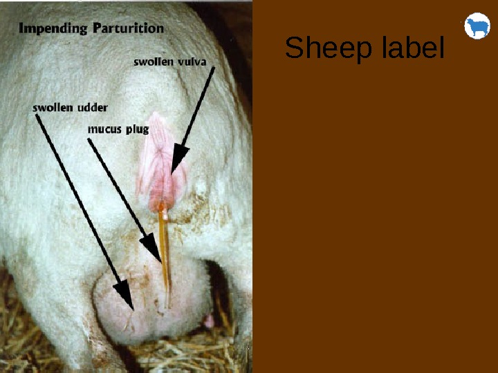 Sheep label 