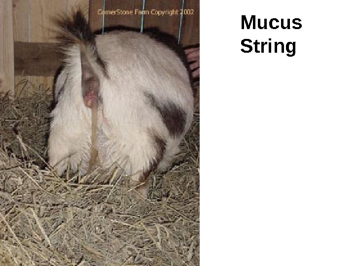 Mucus String  