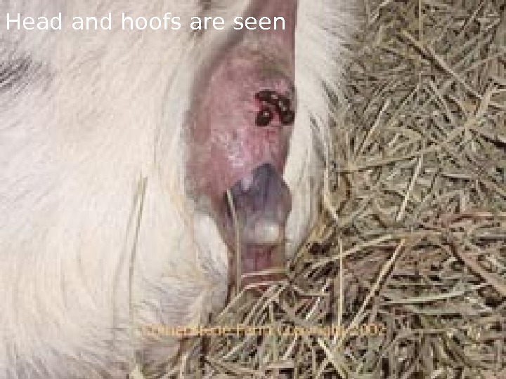 Head and hoofs are seen 