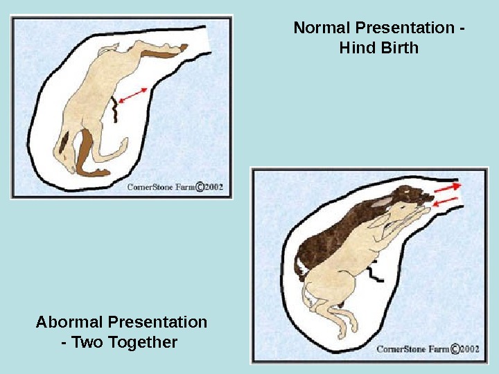 Normal Presentation - Hind Birth Abormal Presentation - Two Together  