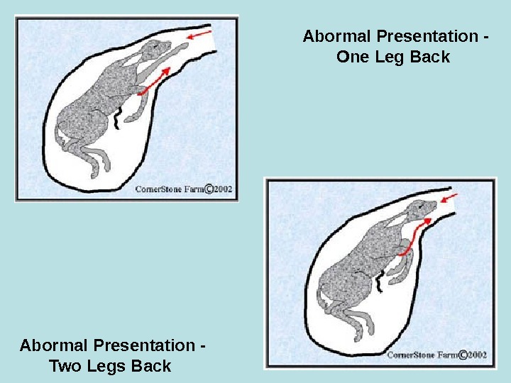 Abormal Presentation - One Leg Back  Abormal Presentation - Two Legs Back  