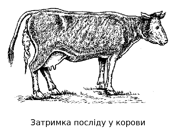 Затримка посліду у корови 
