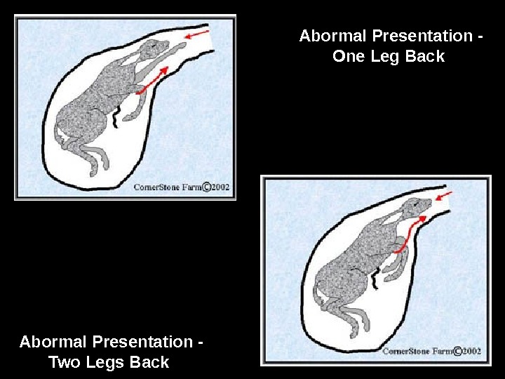 Abormal Presentation - One Leg Back  Abormal Presentation - Two Legs Back  