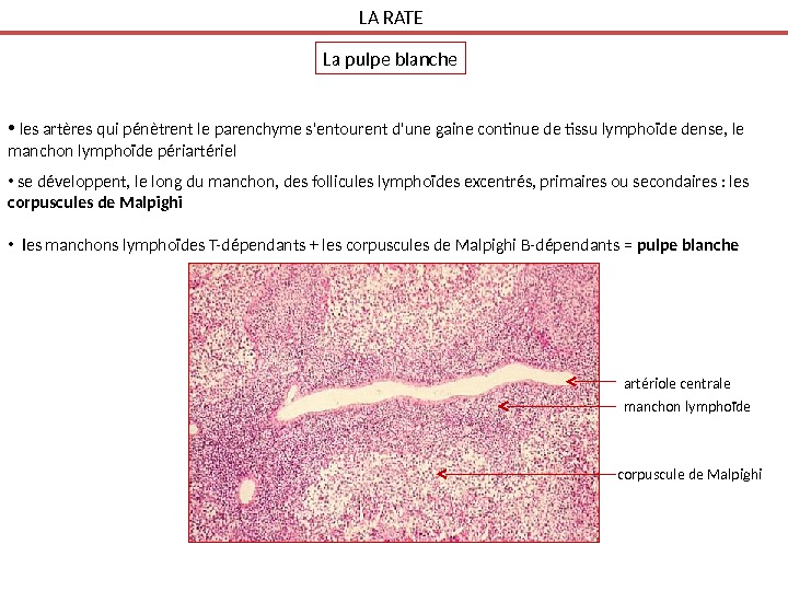  •  les artères qui pénètrent le parenchyme s'entourent d'une gaine continue de tissu lymphoïde