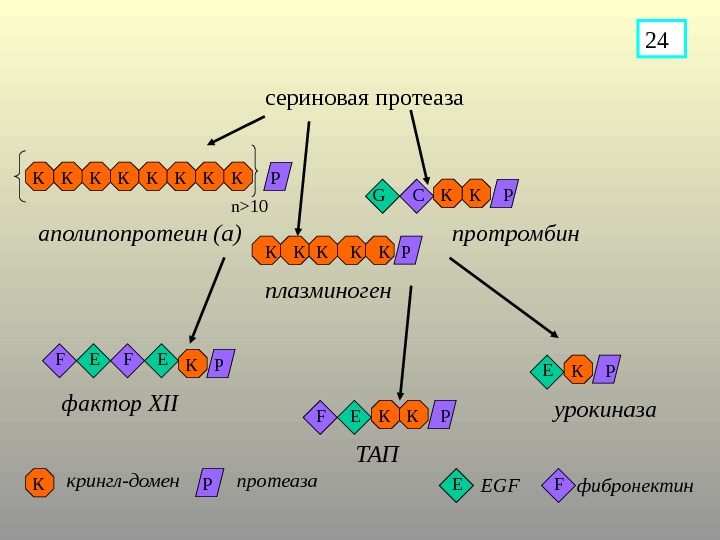   сериновая протеаза КК РК К К GК К n10 К Р РР аполипопротеин (а)