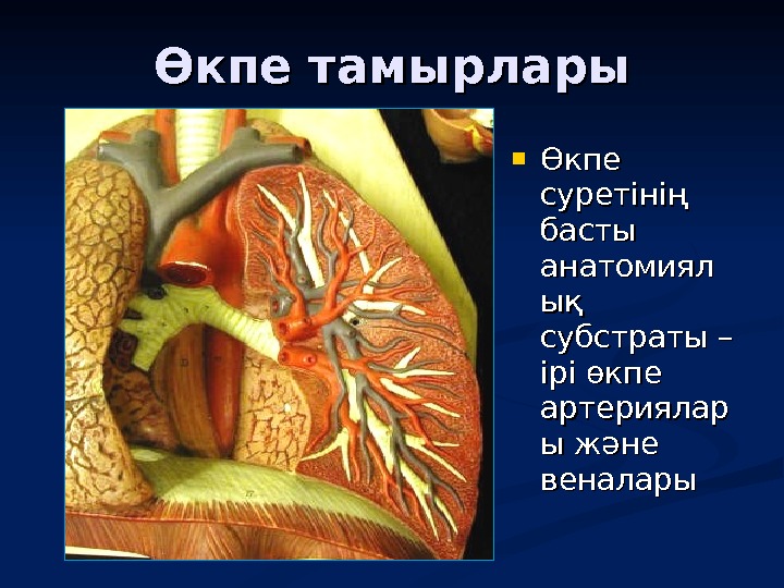 Өкпе тамырлары Өкпе суретінің басты анатомиял ық ық субстраты – ірі өкпе артериялар ы және веналары