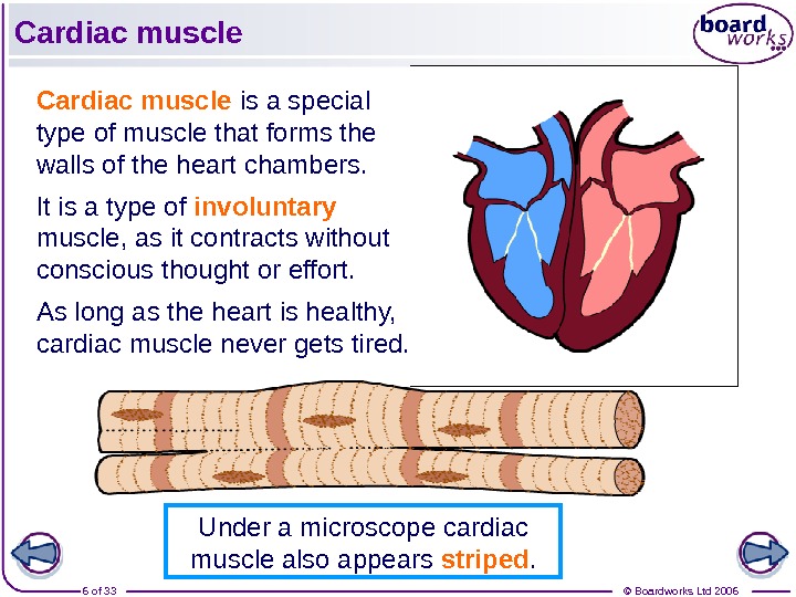 © Boardworks Ltd 20066 of 33 Cardiac muscle is a special type of muscle that forms