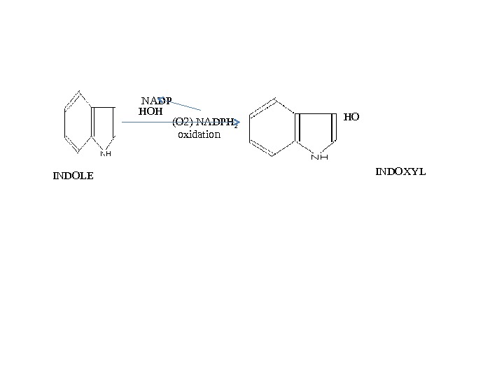  NADP HOH   (O 2) NADPH 2    oxidation INDOLE INDOXYLHO 